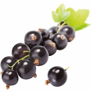 Fruktpure solbær 100% Polen og Frankrike