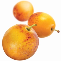Fruktpure Mirabelle plomme 100% Frankrike