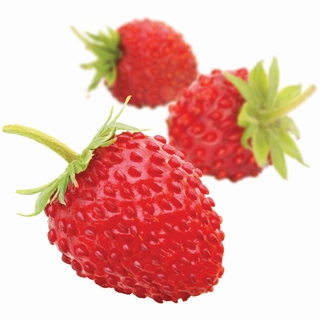 Fruktpure markjordbær 100% Marokko og Polen