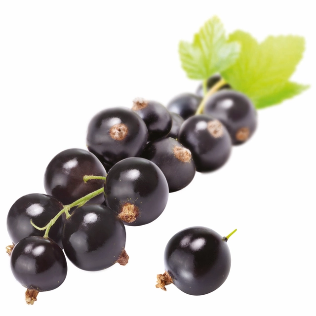 Solbær coulis 67% bær - Frankrike og Polen 